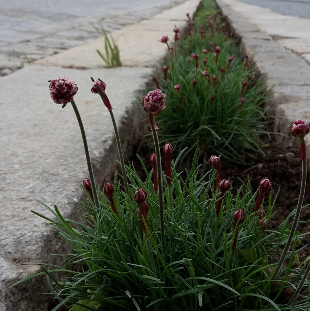 posts/2019-06-25-verejna-zelen-telc.jpg